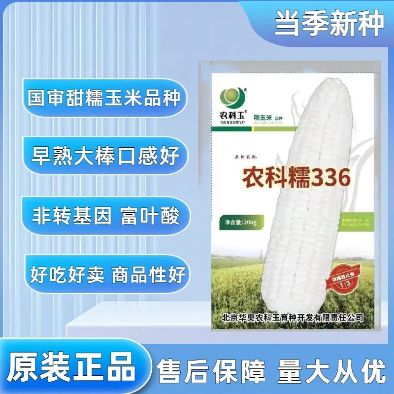 大棒型又甜又糯农科糯336玉米，特好吃非转基因白甜糯玉米。