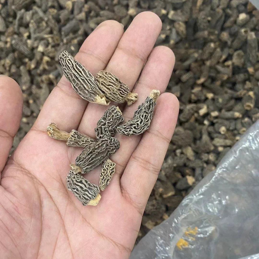 小号羊肚菌干货 50克-500克  煲汤食材 广东发货