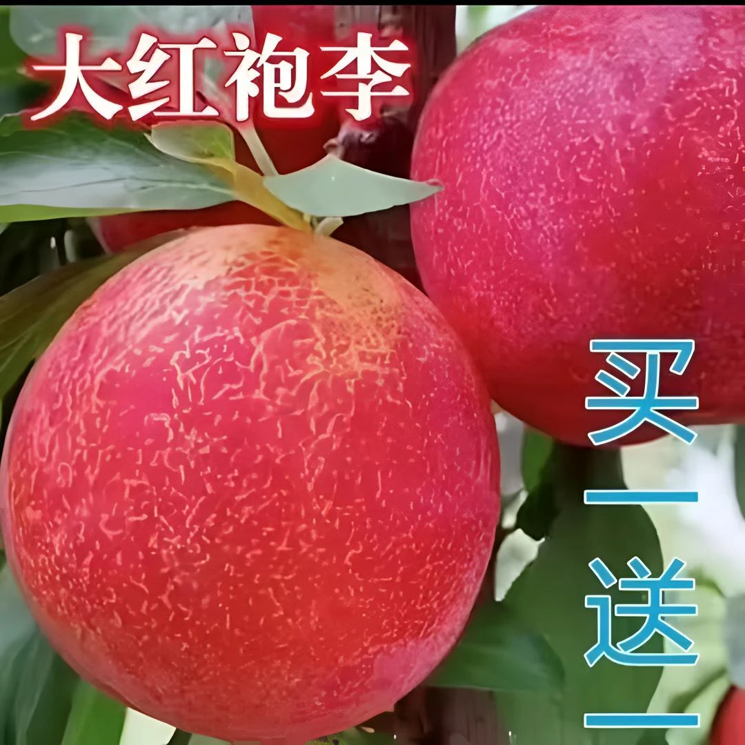 嫁接脆甜李子树苗抗寒耐热产量高