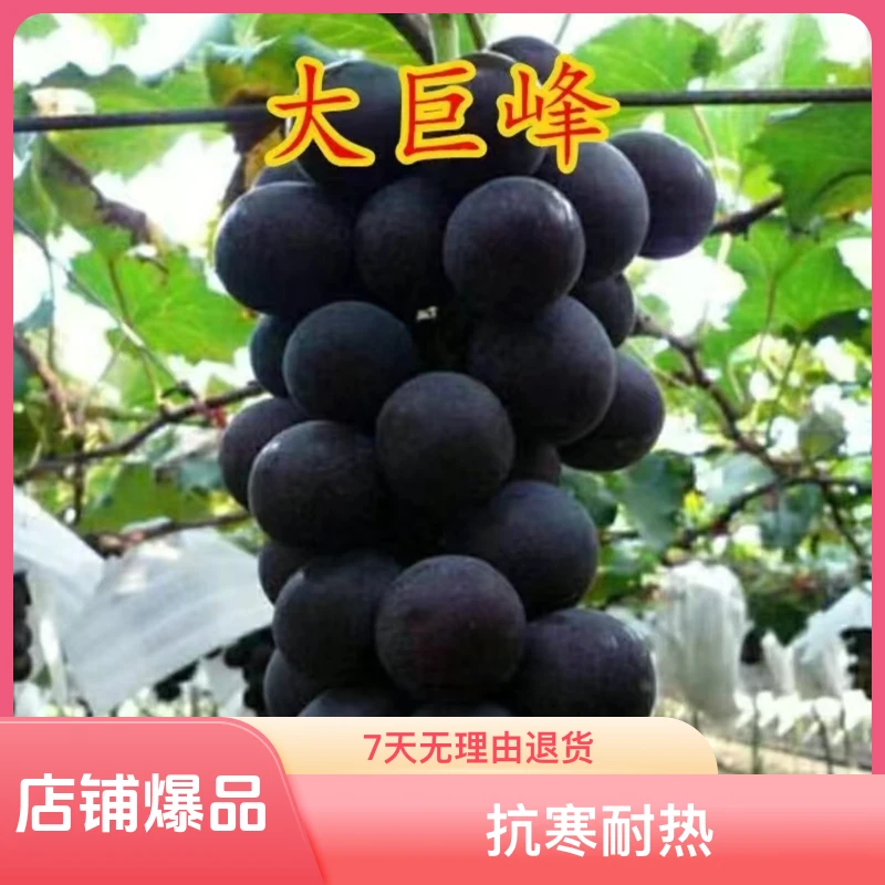 巨峰葡萄树苗抗寒耐热高产量庭院盆栽当年结果