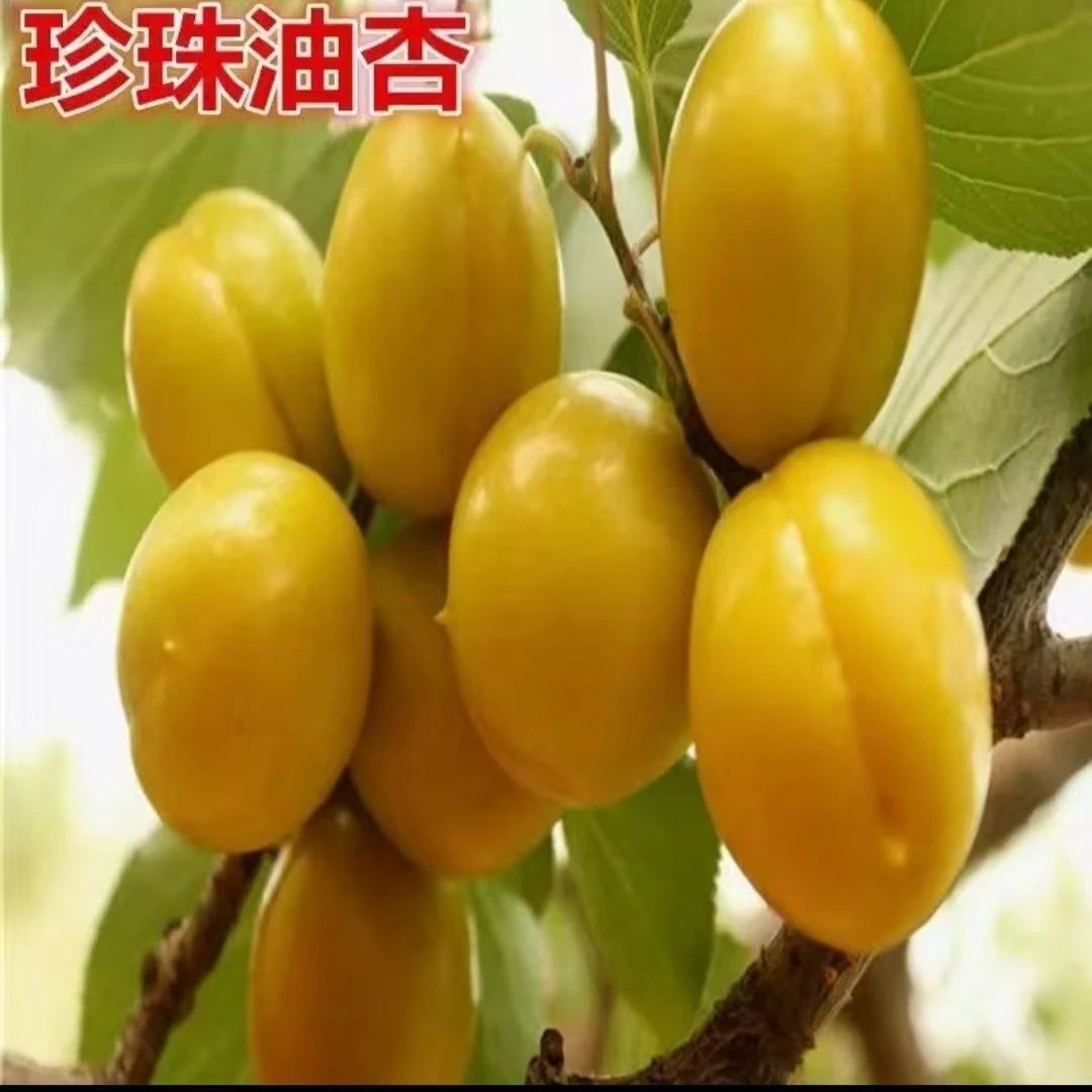 嫁接正宗珍珠油杏树苗，抗寒产量高