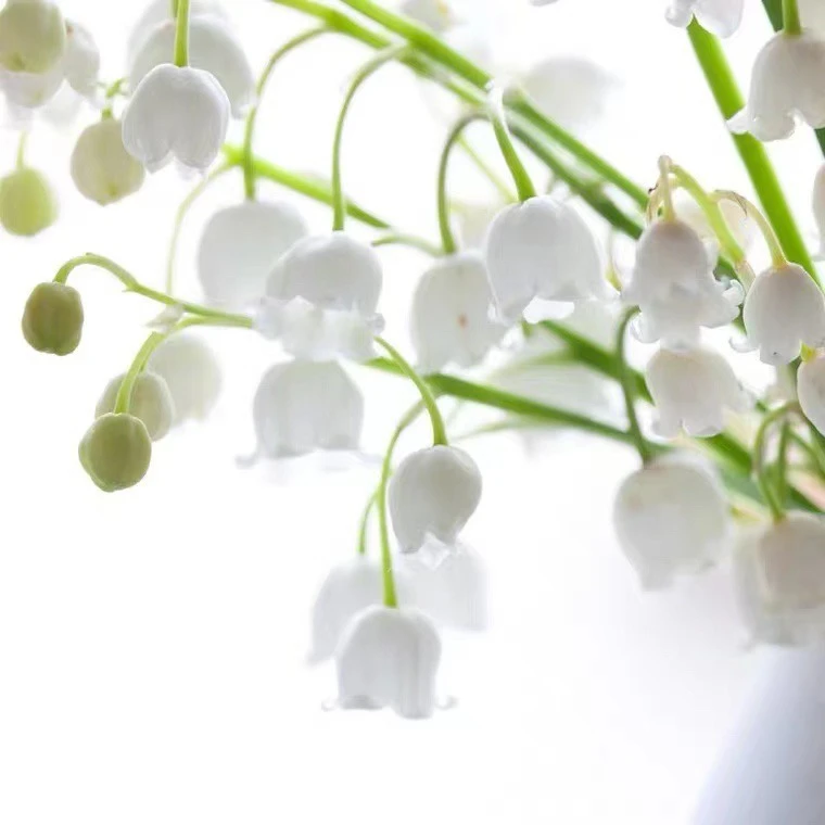 进口“铃兰”宙斯花园庭院阳台耐寒盆栽花型别致芳香好养易活