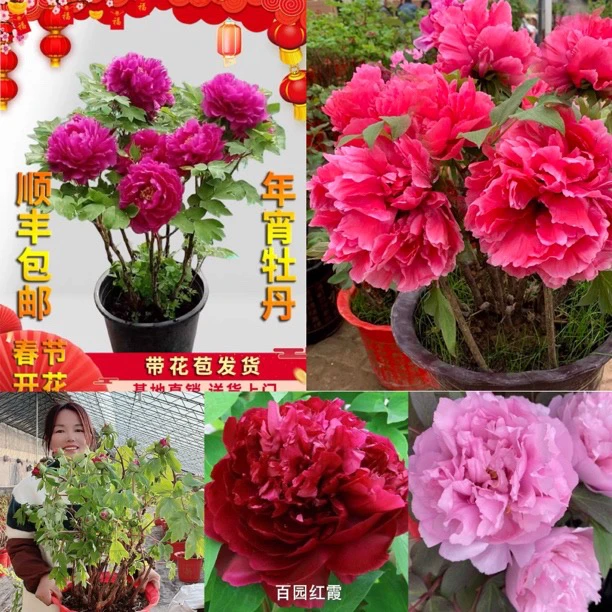 山东菏泽盆栽牡丹（带花苞发货）