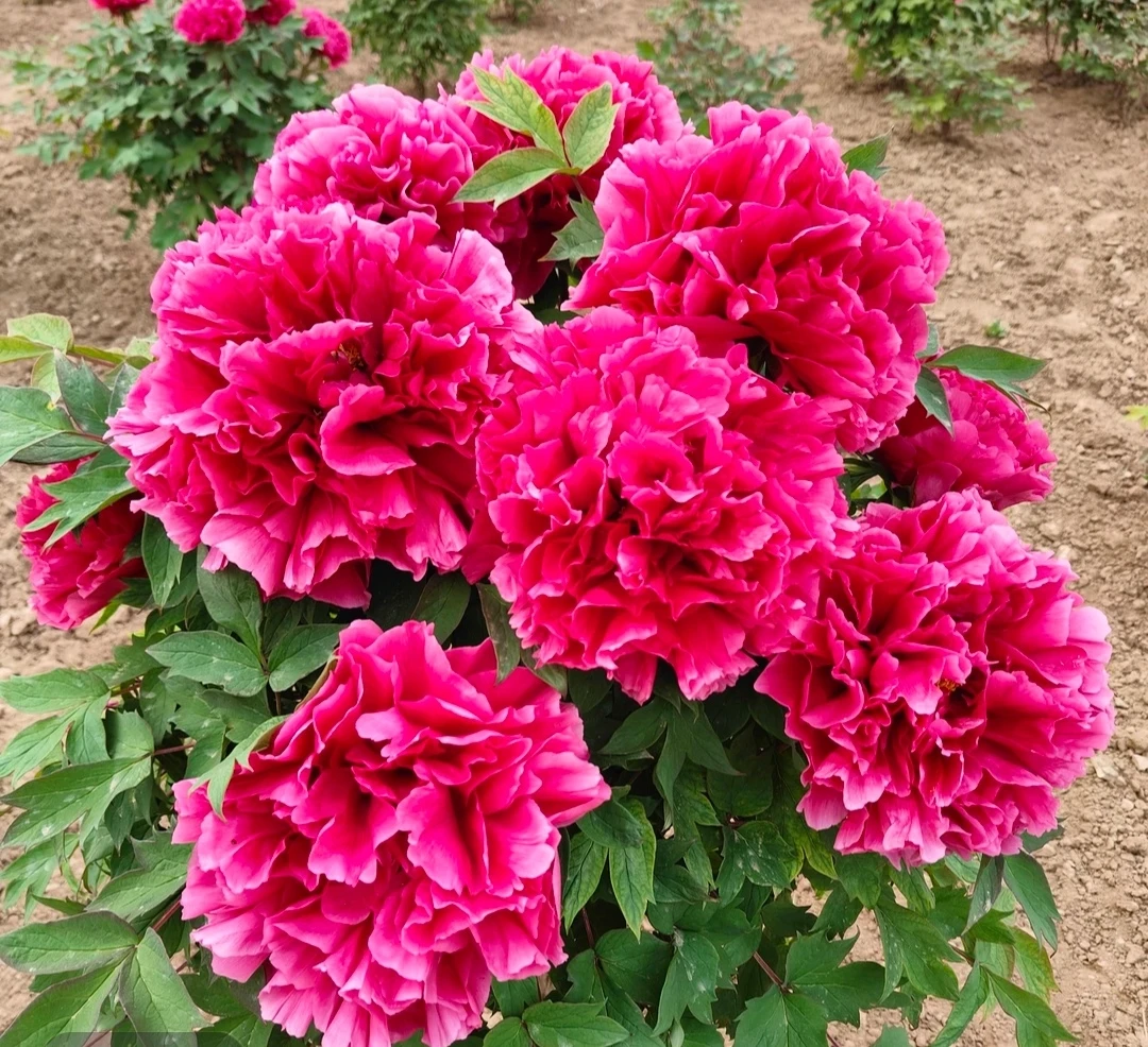 花王 菏泽正品观赏牡丹