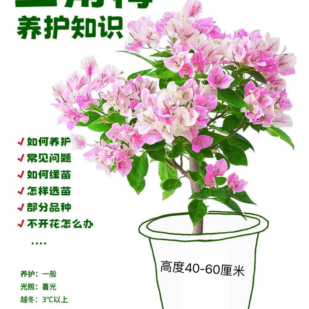 【52.8花卉世界三角梅】一物一拍改价链接