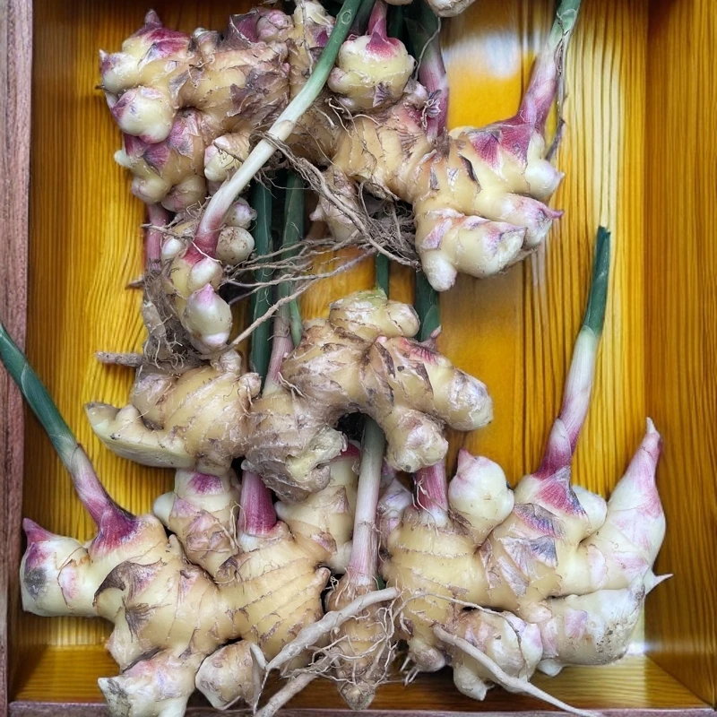 云南老品种小黄姜绿色食材健康辅料