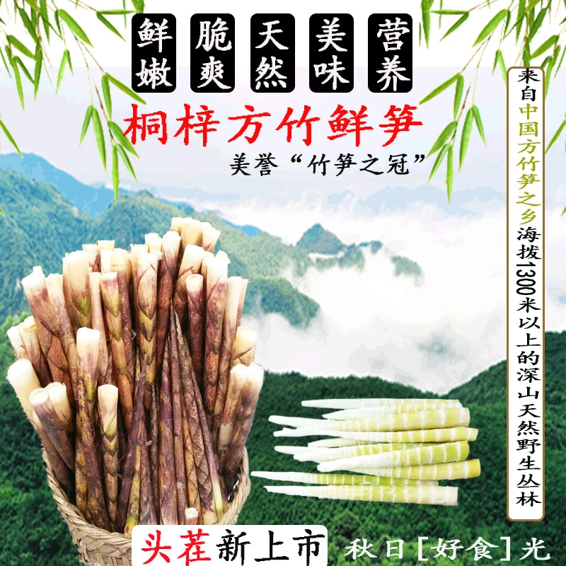 【5斤顺丰包邮】桐梓现采新鲜方竹笋当季野竹笋清甜可口