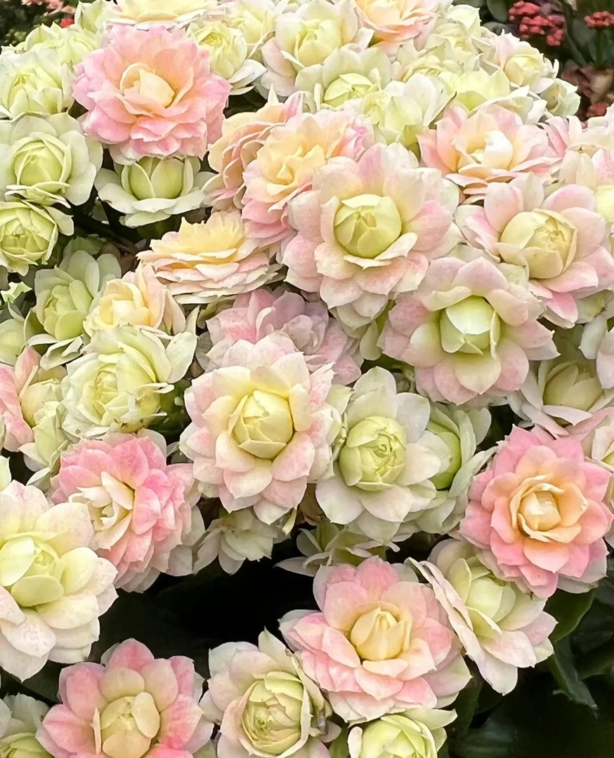 110盆【婚礼冰淇淋】复色多色稀有 精品长寿 室内盆栽 基地 鲜活