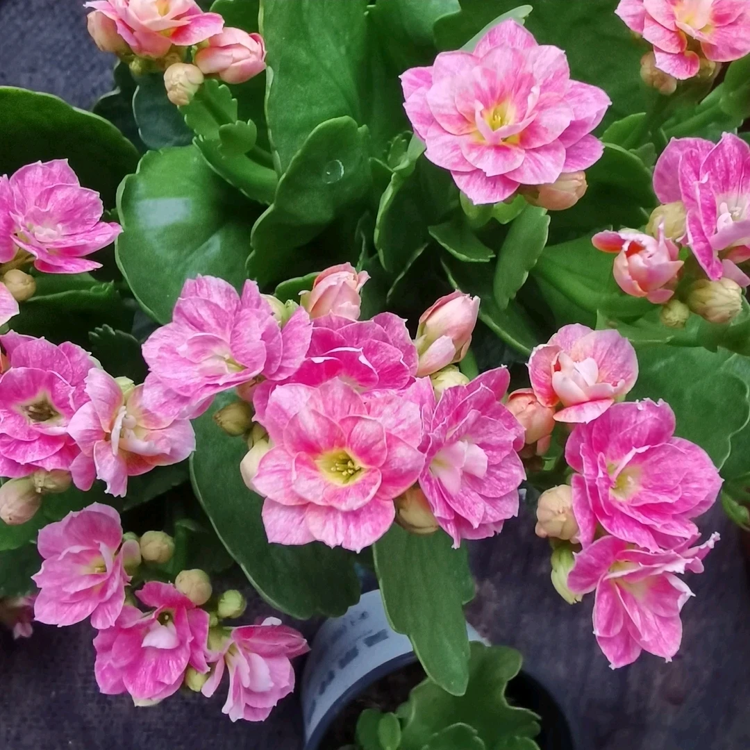 110盆【哈罗】新品种 粉色冰透色 长寿精品盆栽