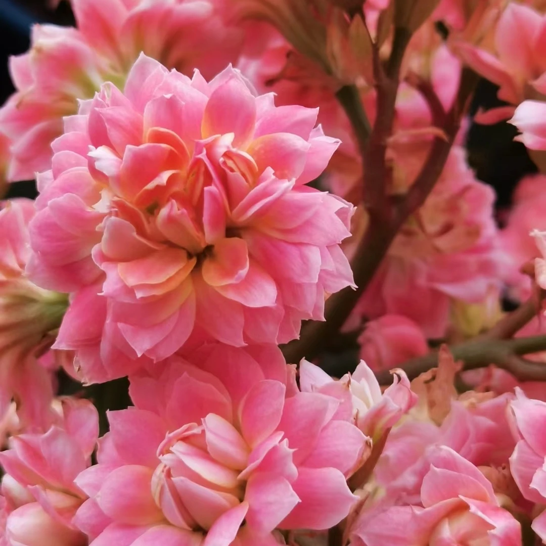 120盆【超级明星】重瓣粉色 直径3CM大花 精品室内阳台盆栽