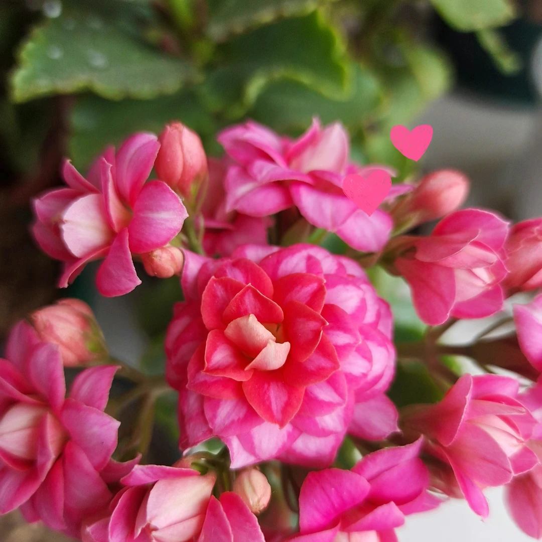 120盆【达科塔】【玛格丽特】粉色高端 重瓣大花精品室内阳台盆栽