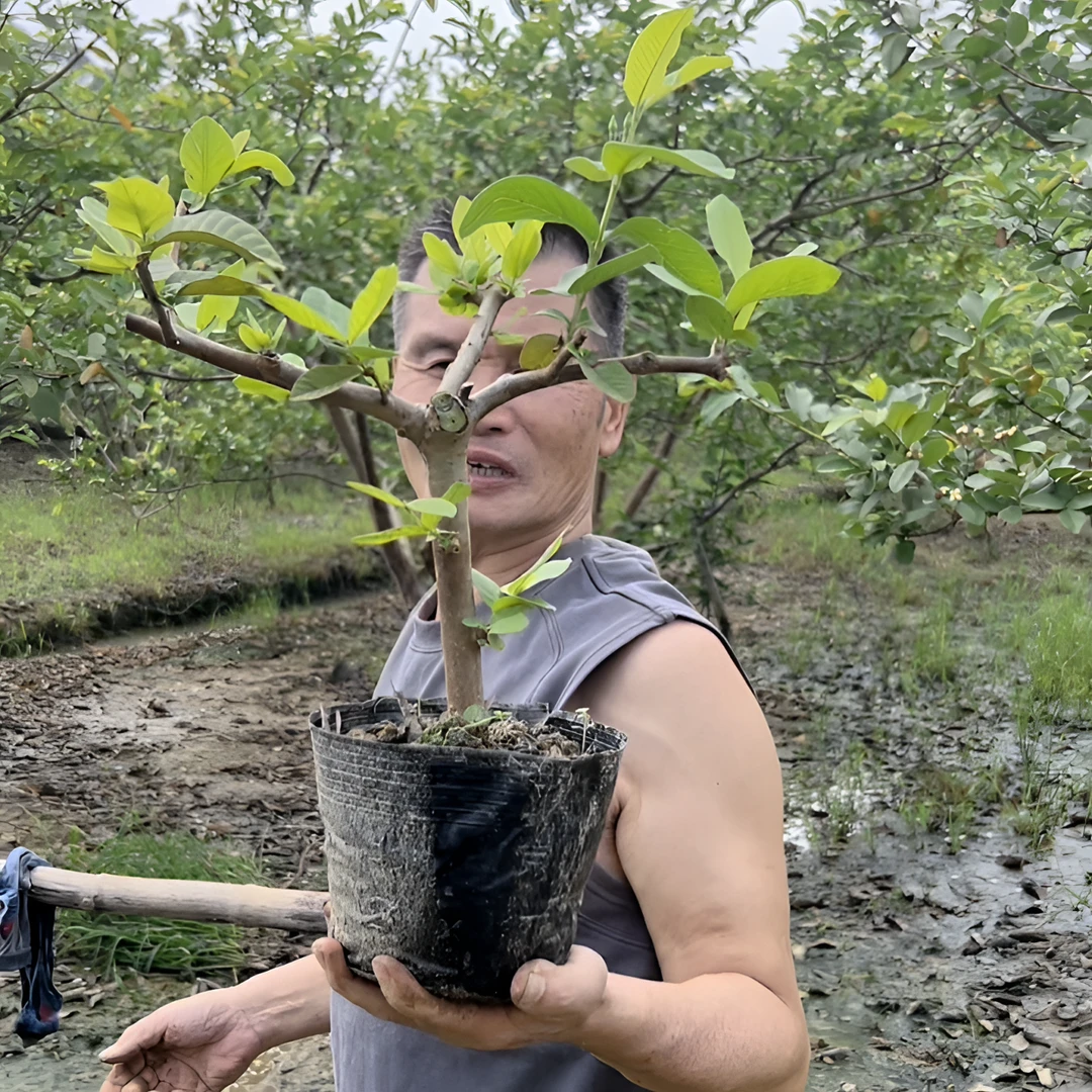 广州正宗胭脂红番石榴红心芭乐鸡屎果全红高压圈枝苗软糯净重2斤
