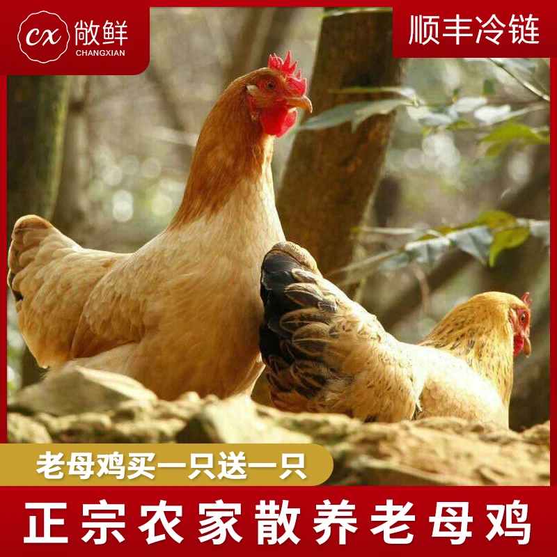 【两只装】农家正宗散养黄油老母鸡买一送一共2只 净重共4斤左右