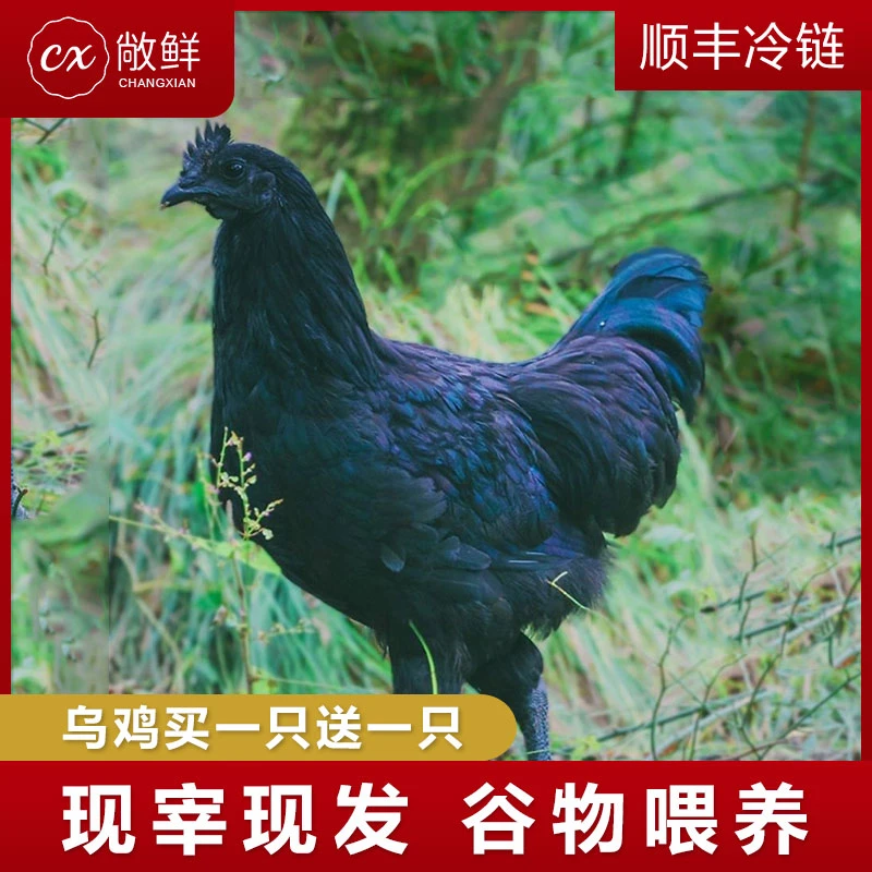 农家散养乌鸡五黑鸡买1只送1只共4斤左右 现杀速冻净膛