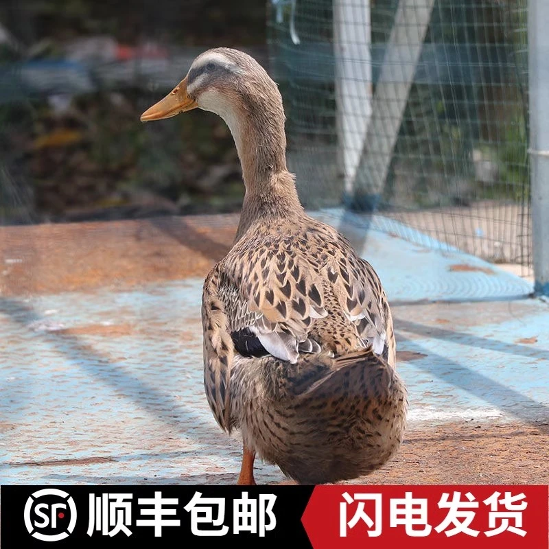 【送人参】农家散养4年老鸭子6斤土鸭新鲜现杀 带心肝真空 顺丰
