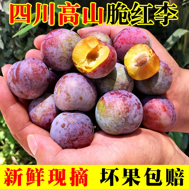 正宗四川脱骨李脆红李子青红脆李半边红茵红新鲜现摘脆甜1/3/5