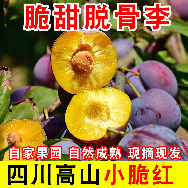 四川高山脆红李青红脆李甜脆脱骨李子当季水果整箱青脆3/5斤