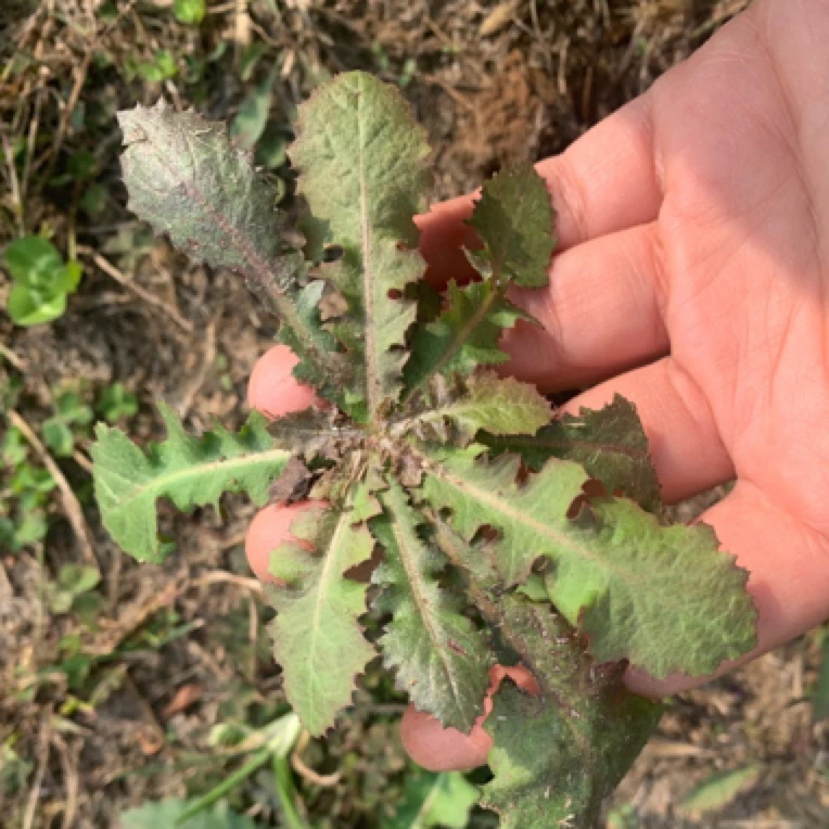 沂蒙山野生苦碟子菜大苦菜苦麻子菜还阳参