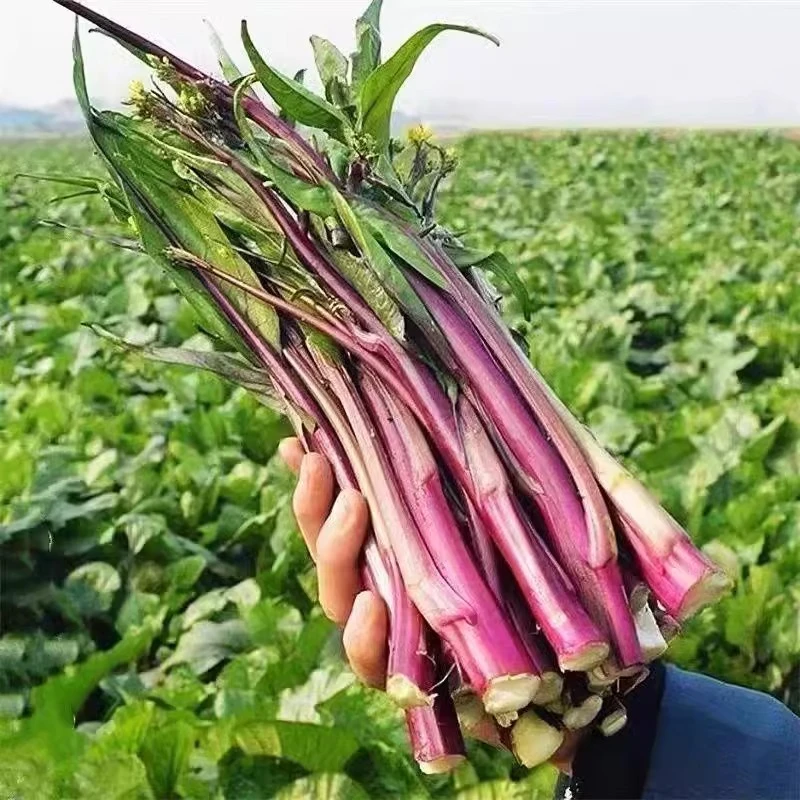 湖北特产洪湖红菜苔新鲜紫菜薹红油菜心当季蔬菜现摘现发