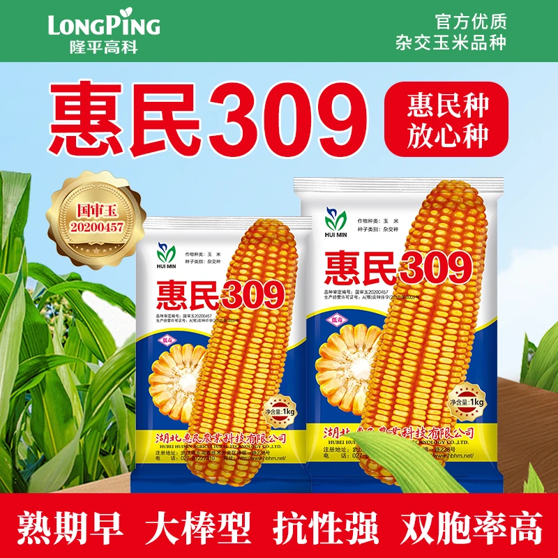 【惠民309】隆平高科杂交玉米种子 熟期早 大棒型 抗性强 产量高