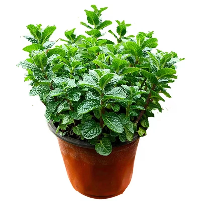 绿植可食用大盆薄荷栀子花盆栽栀子花落状元红