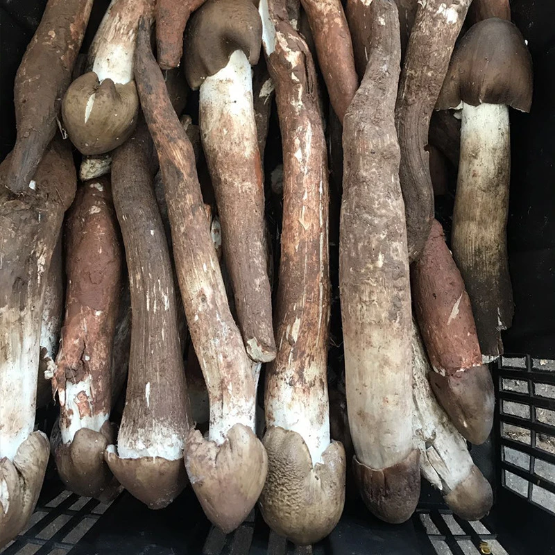 云南特产野生新鲜鸡枞菌菌菇鲜菌野生菌未开伞骨朵火把鸡枞顺丰