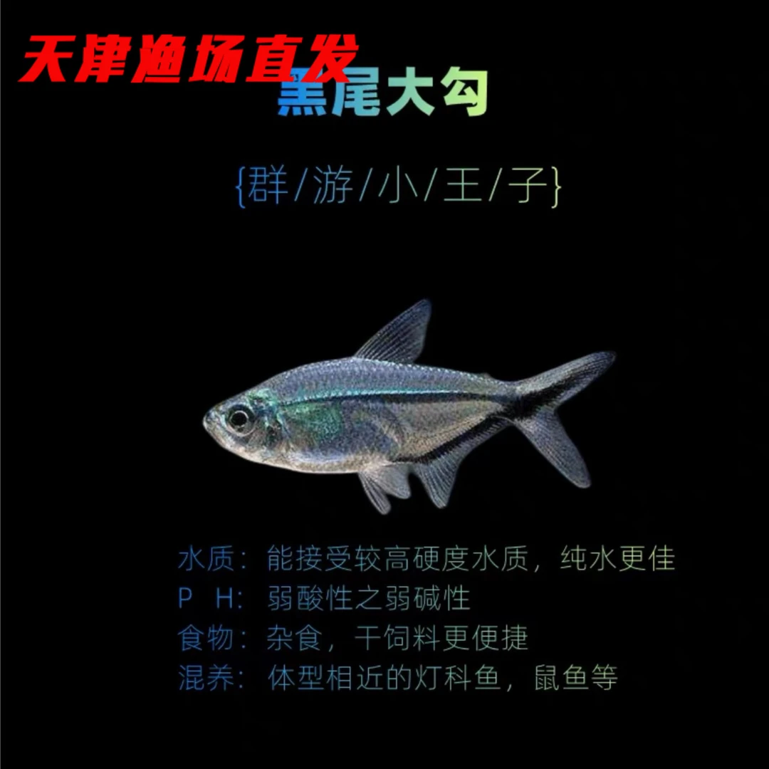 观赏鱼小型群游养活淡水新手新手观赏鱼黑尾淡水观赏群游鱼