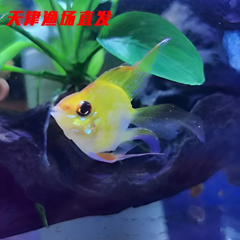 桃心金波子桃心荷兰凤球热带观赏鱼活体小型鱼淡水鱼新手鱼观赏鱼