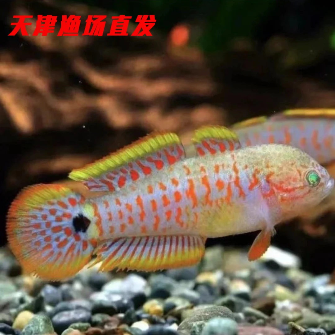 【稀有】七彩塘鳢淡水鱼热带鱼观赏鱼小型观赏鱼