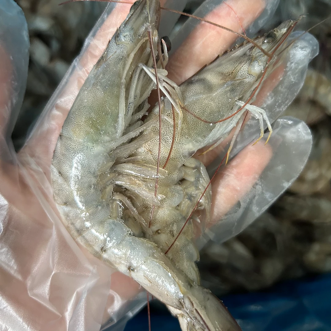 有信盐田大虾3斤