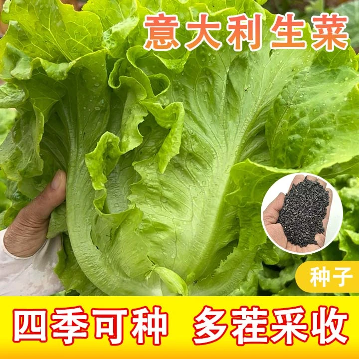 （拍2发3）意大利生菜种子四季阳台可种小院蔬菜夏季春季