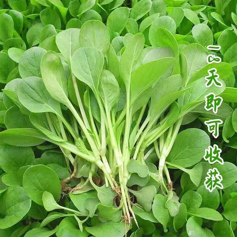 （拍2发3）四季鸡毛菜四季种植耐热易活花盆泡沫箱盆栽热炒培养发芽