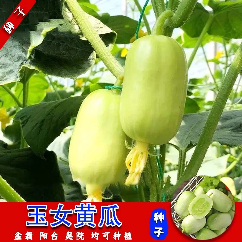 【玉女水果黄瓜种子】脆甜拇指小黄瓜种籽四季秋阳台盆栽