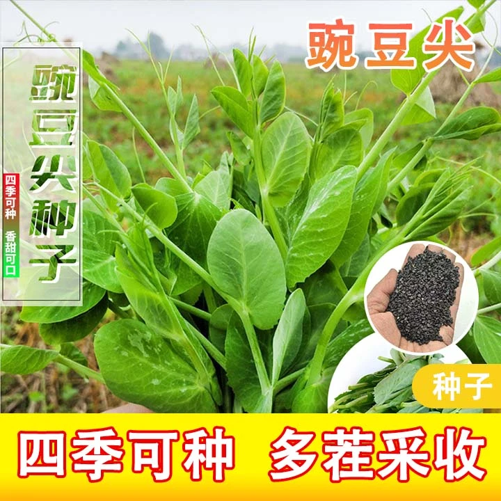 【豌豆尖】种子阳台四季可种植盆栽火锅热炒多茬收割发芽