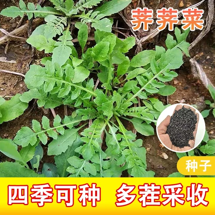 【荠荠菜种子】四季种植优质新鲜蔬菜种籽抗热耐寒使用发芽