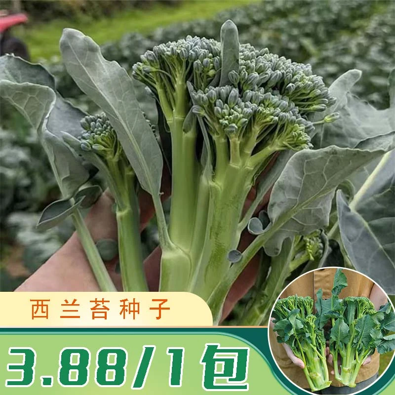 【西兰苔种子】西兰花种籽苗芥蓝芥兰菜四季菜苔蔬菜孑菜心秧苔菜
