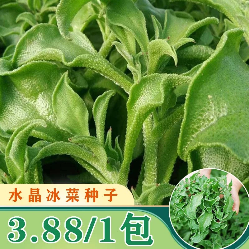 【水晶冰菜种子】阳台花盆可种冰菜种子简单易种蔬菜种子