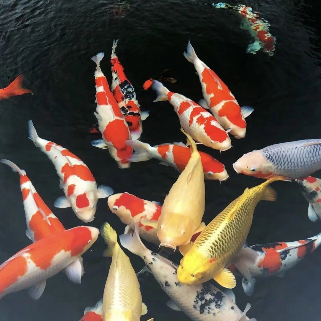 观赏鱼锦鲤金鱼好养易活黄金红白三色小型水族养殖蝴蝶鲤