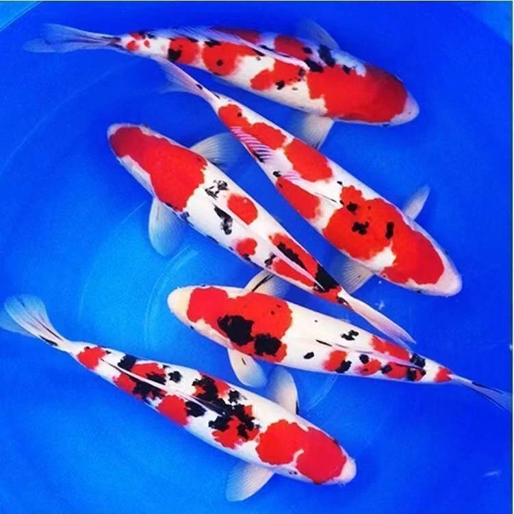 大正 红白 菲写 白写丹顶 锦鲤好养 易活淡水鱼水族小型饲养