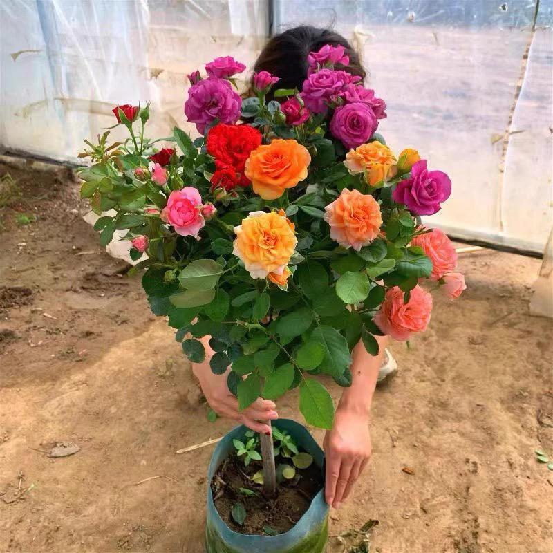 【一树5色】嫁接多色树桩棒棒糖月季玫瑰花