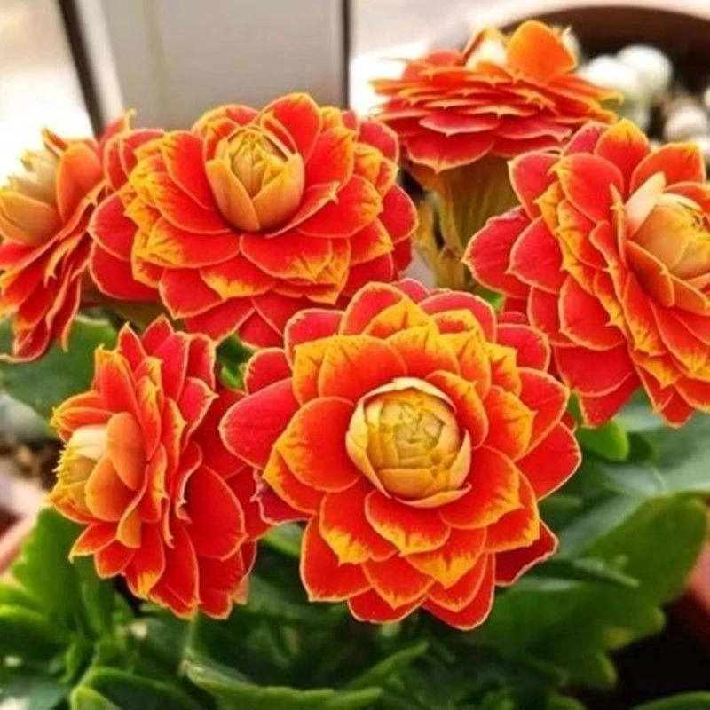 110#盆长寿带花苞发货