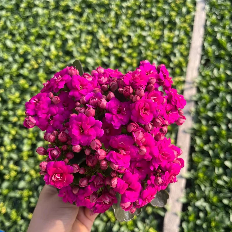 【迷你紫鸢】80#盆小盆长寿带花苞