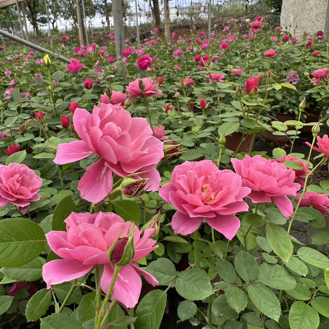 【葵】复古色多头多季节重复开花月季花盆栽阳台庭院地栽云南基地