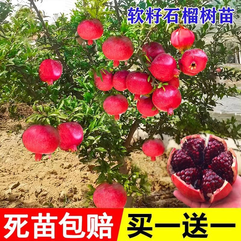 石榴树树苗突尼斯软籽石榴苗盆栽庭院果树特大带土无籽甜石榴树苗