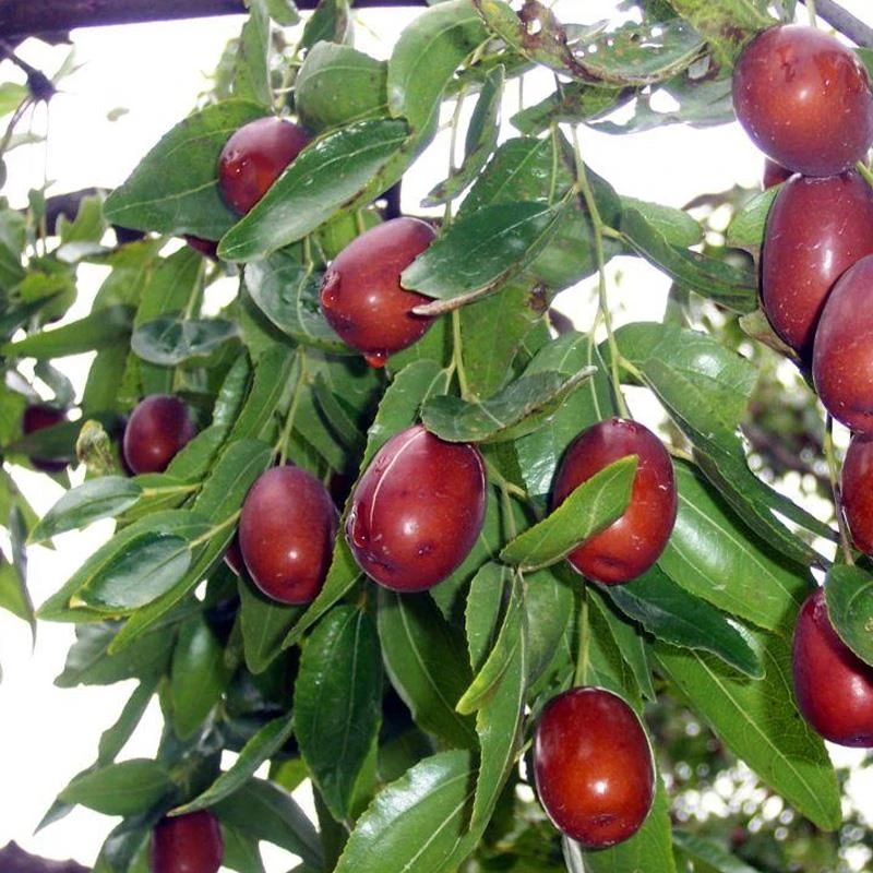 枣树活苗盆栽地栽嫁接枣树苗沾化冬枣果树苗南方北方种植当年结果