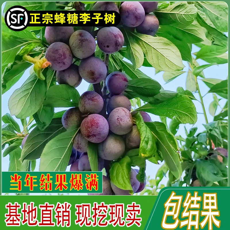 正宗蜂糖李子树苗贵州脱骨李子树苗早熟南方北方地栽盆栽当年结果