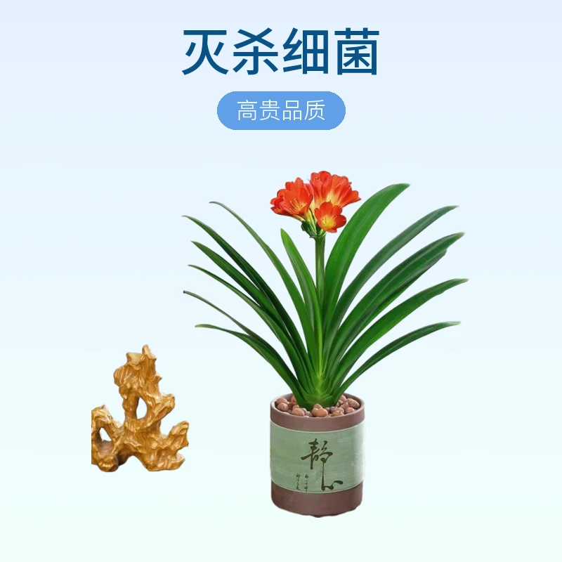 君子兰吊兰立板好养护易活四季常青春节种植当年开花好养易活