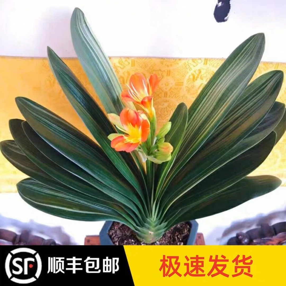 年宵花君子兰带花包阳台客厅庭院花卉室内盆栽好养易活叶片微瑕