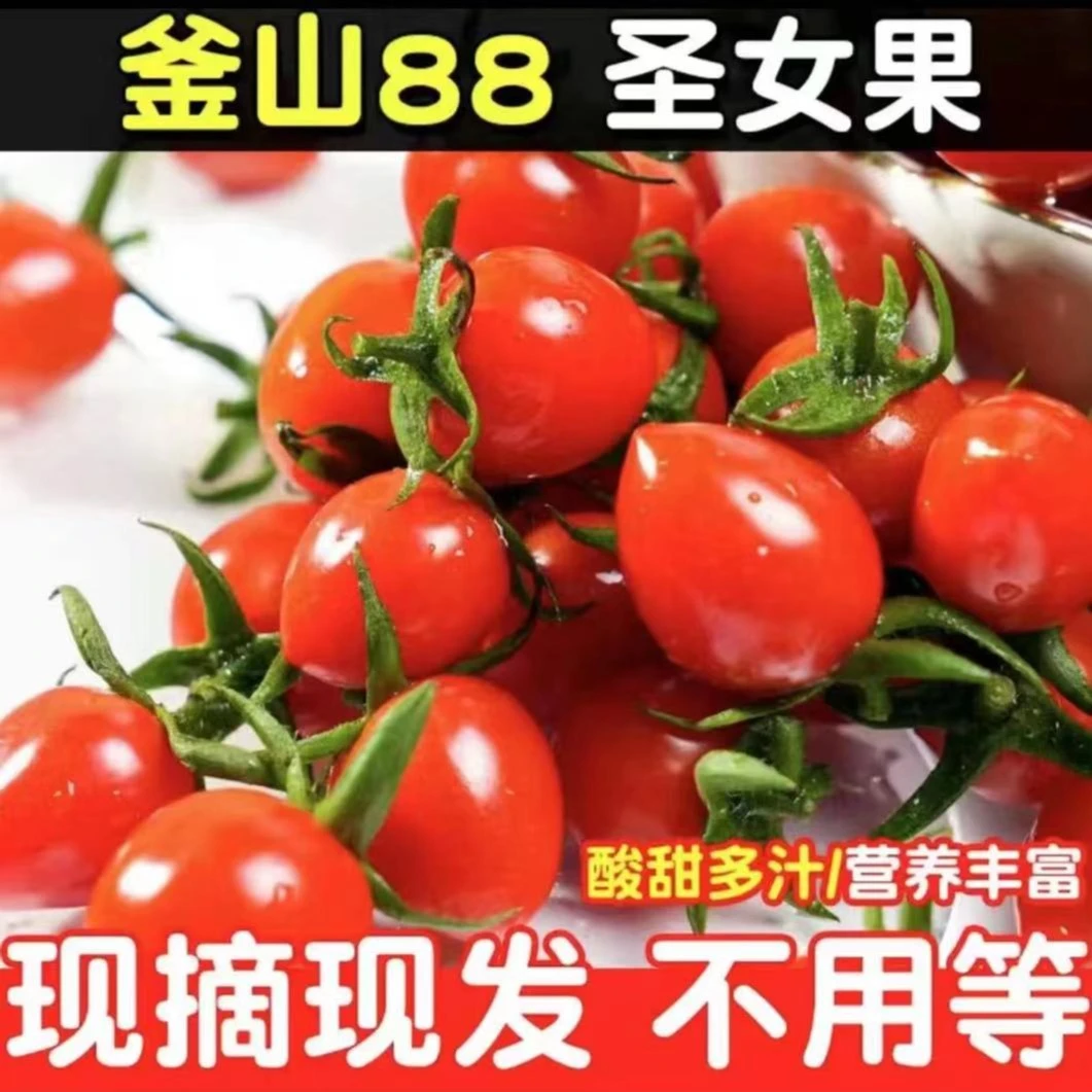 圣女果玲珑小番茄山东原产地直发净重5斤包邮中小果优选果