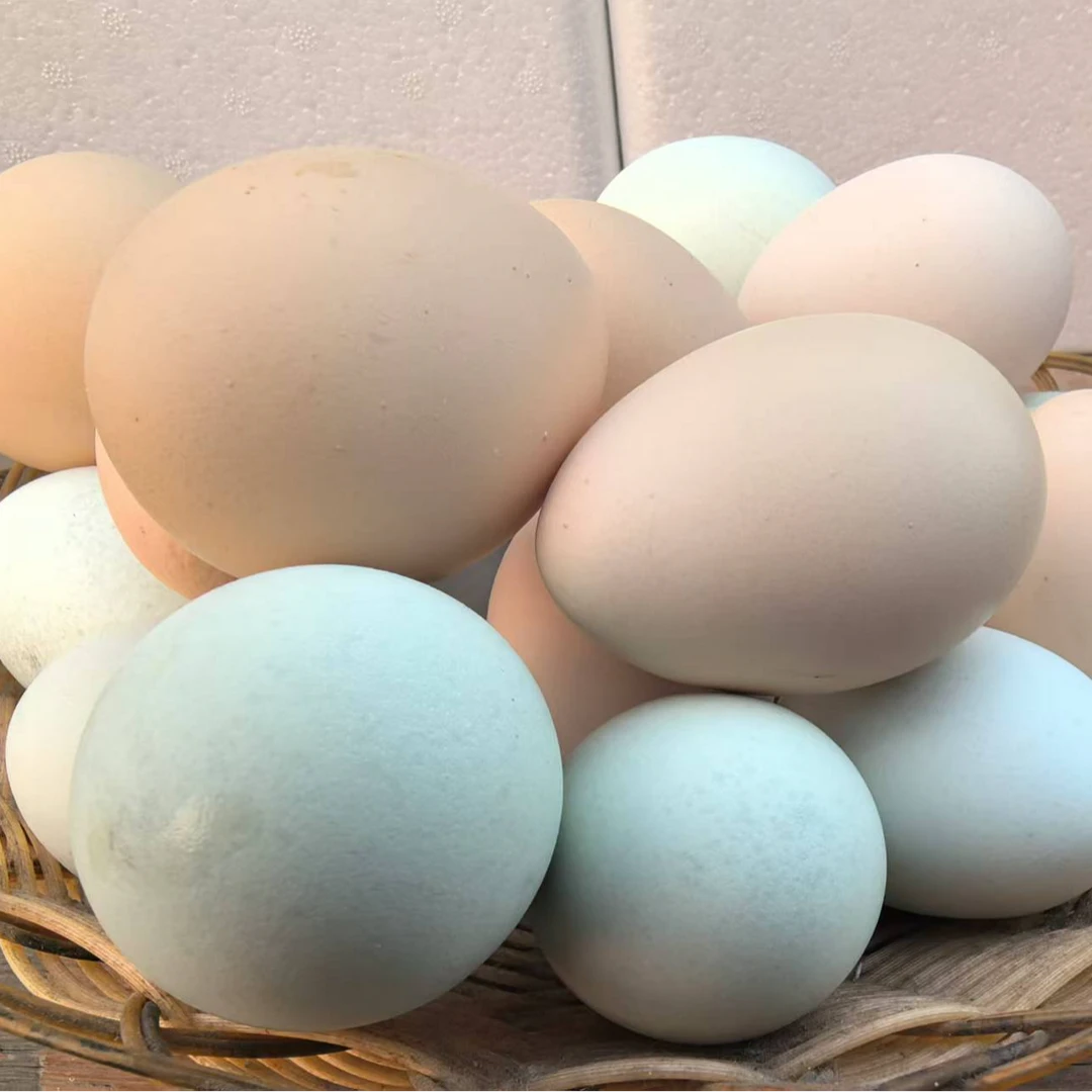 农村散养鸡土鸡蛋